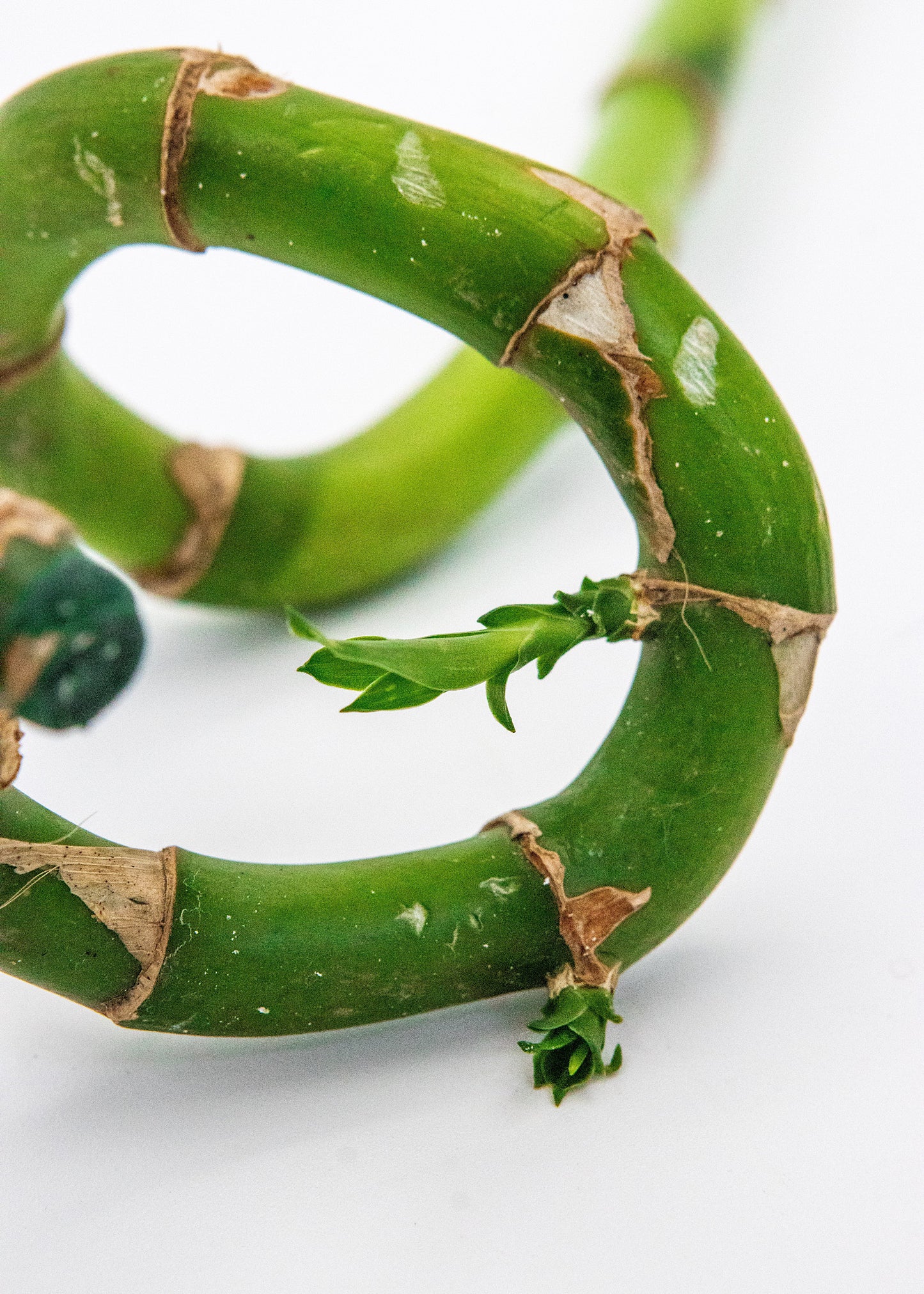 Dracaena sanderiana / 'Lucky Bamboo Stem'