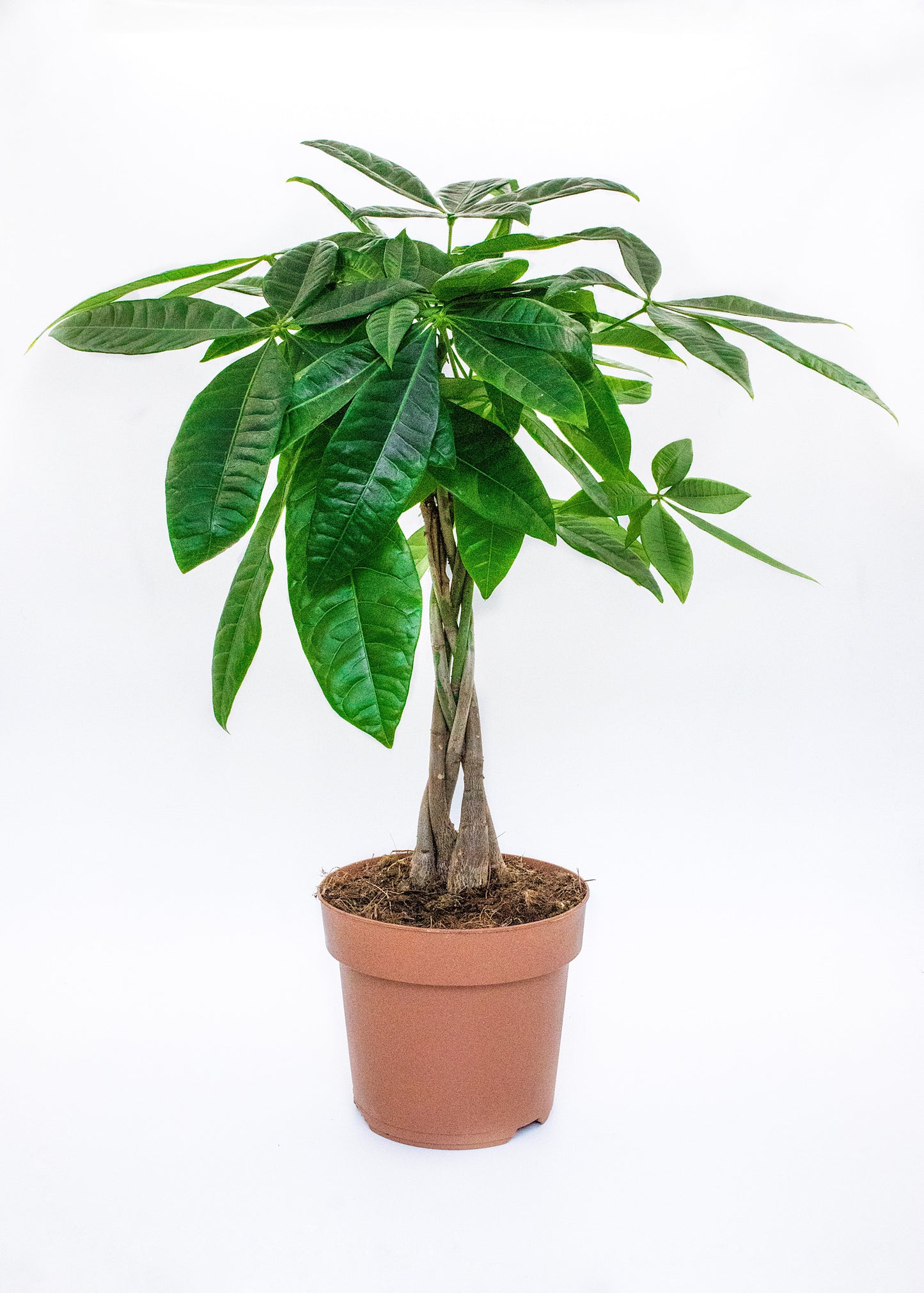 Pachira aquatica / 'Money Tree'