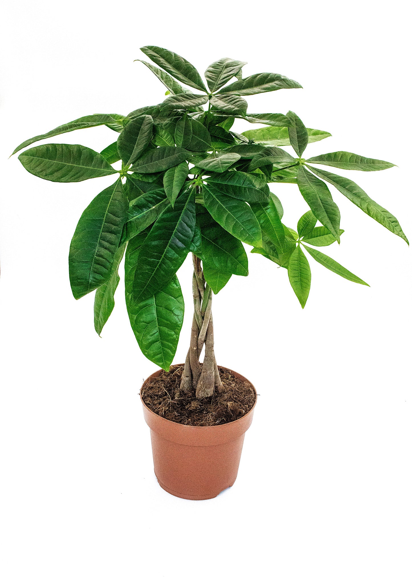 Pachira aquatica / 'Money Tree'