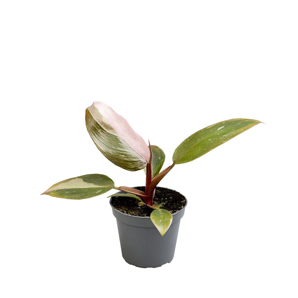 Philodendron erubescens / 'Pink Princess'