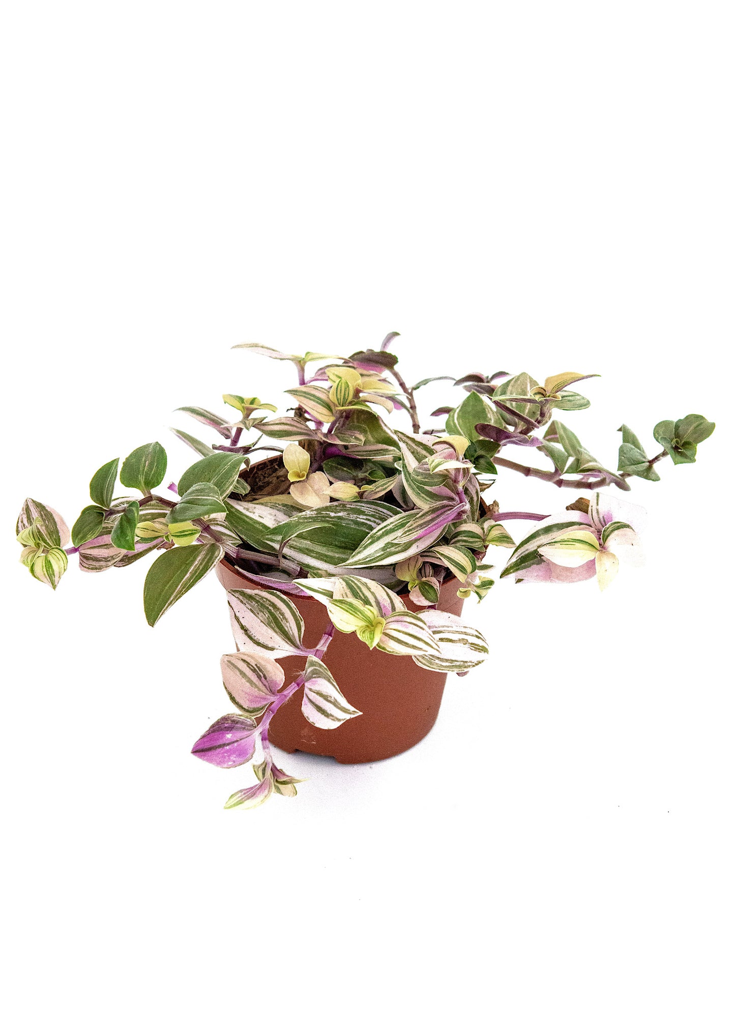 Tradescantia albiflora / 'Tricolour Rosa'