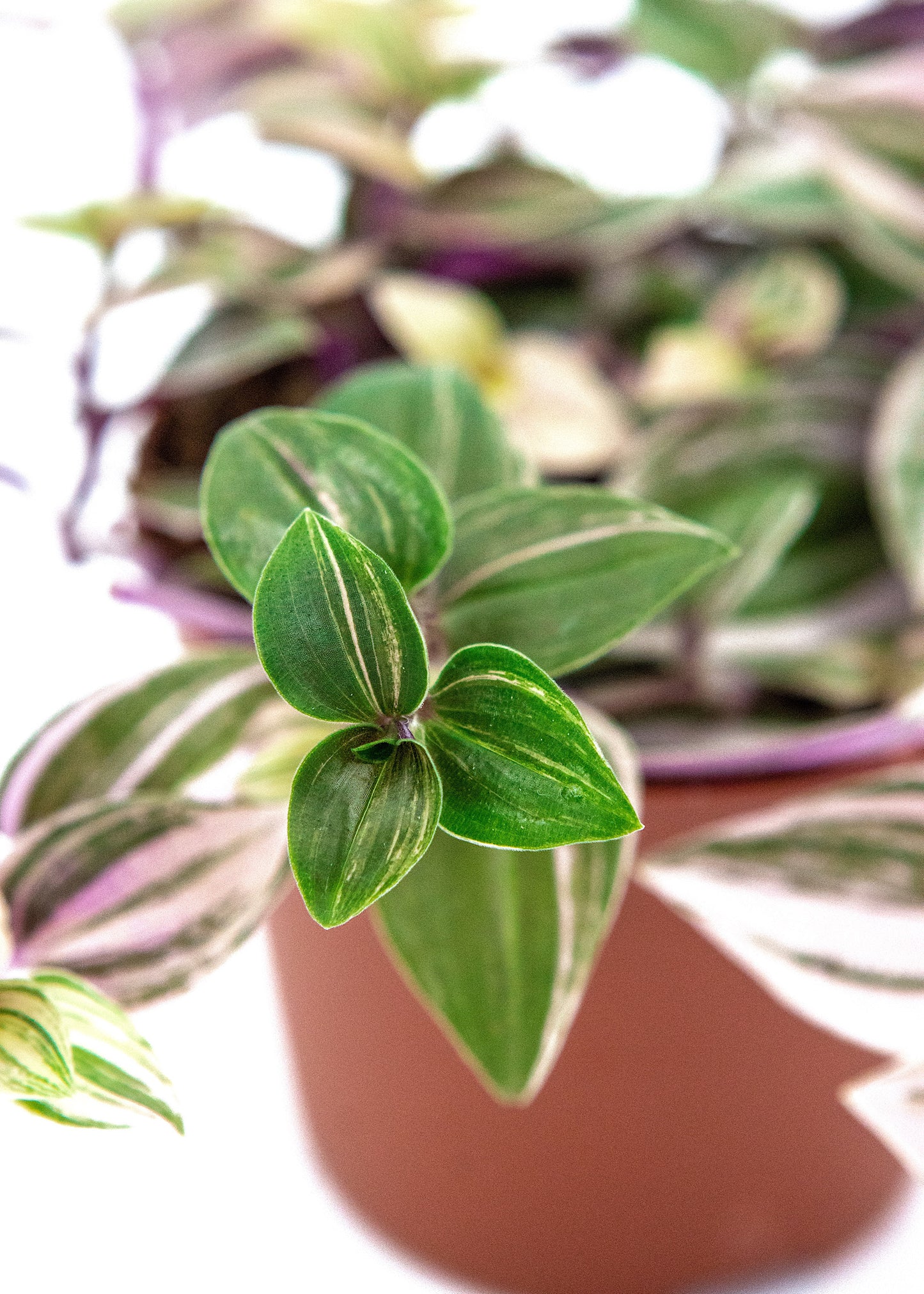 Tradescantia albiflora / 'Tricolour Rosa'