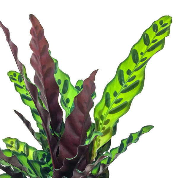 Calathea iancifolia / 'Rattlesnake Plant'