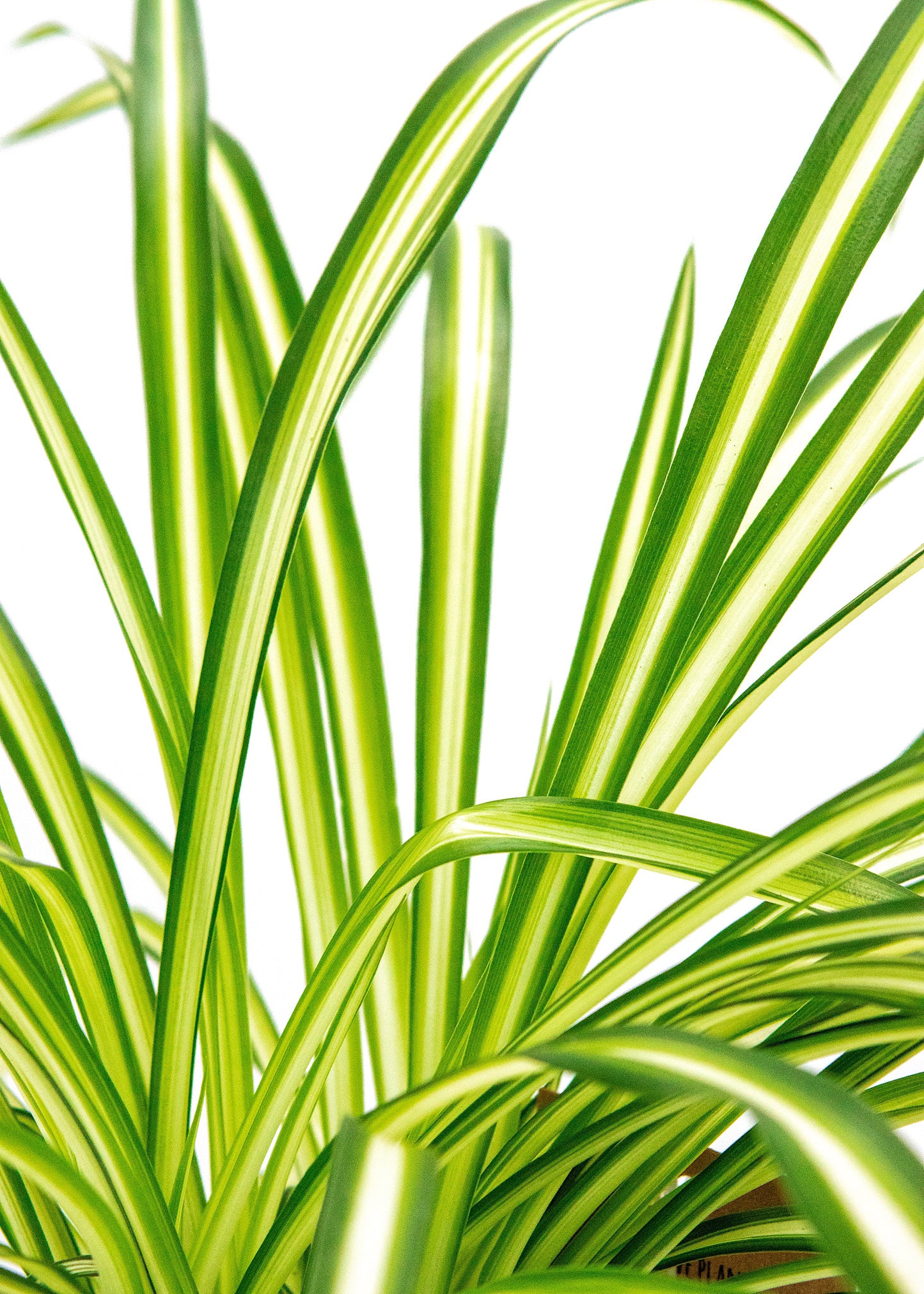 Chlorophytum variegatum / 'Spider plant'