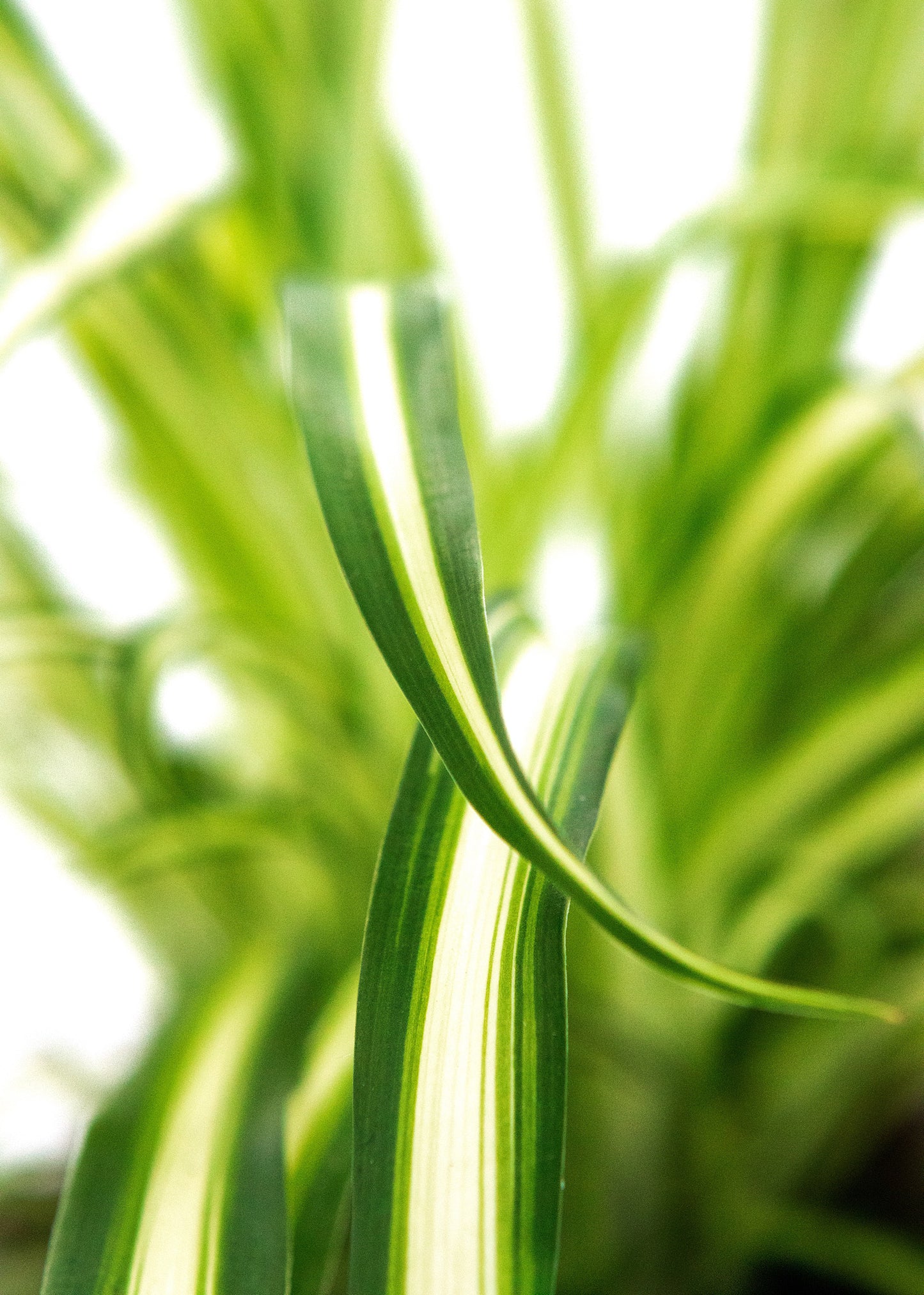 Chlorophytum variegatum / 'Spider plant'