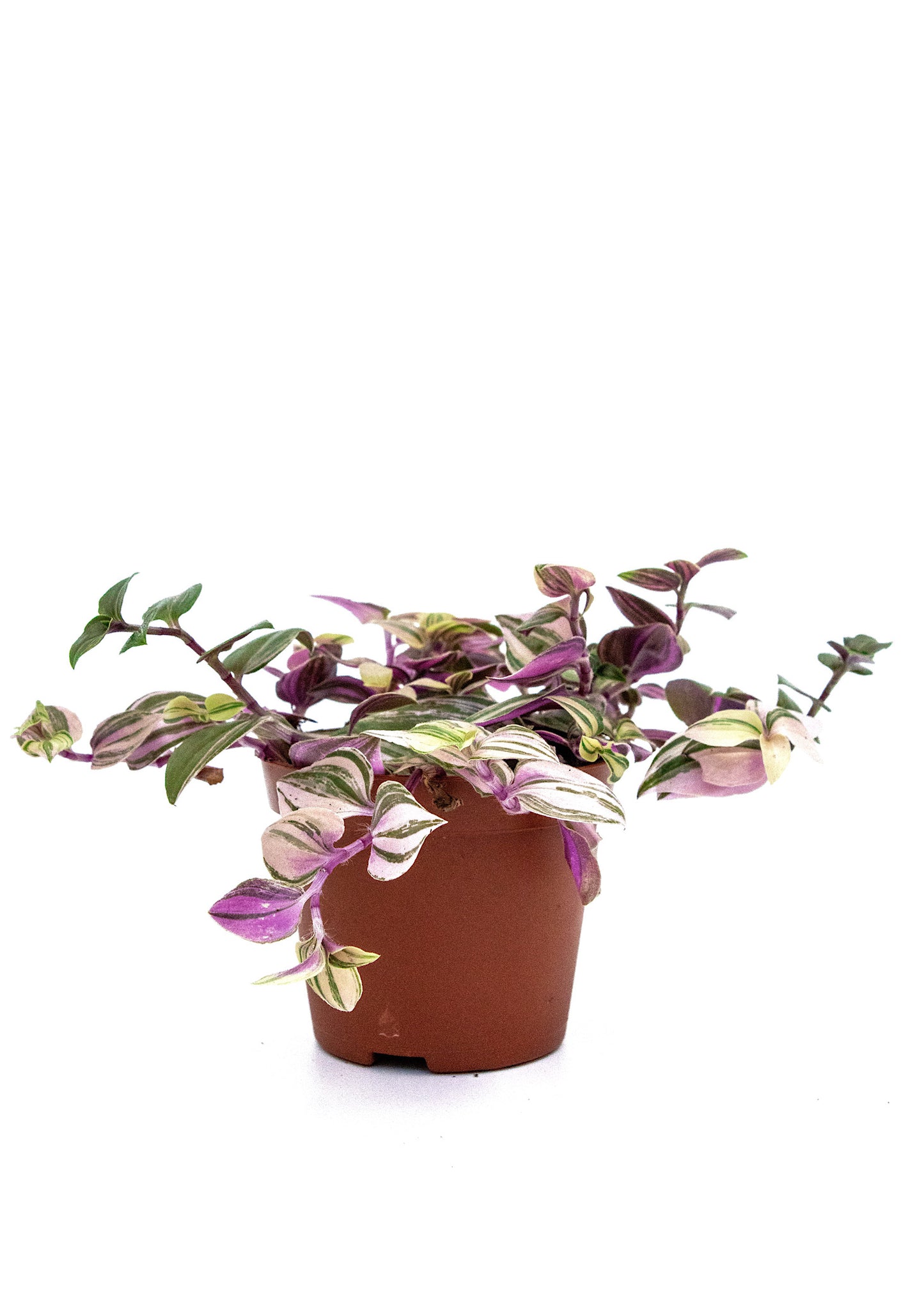 Tradescantia albiflora / 'Tricolour Rosa'