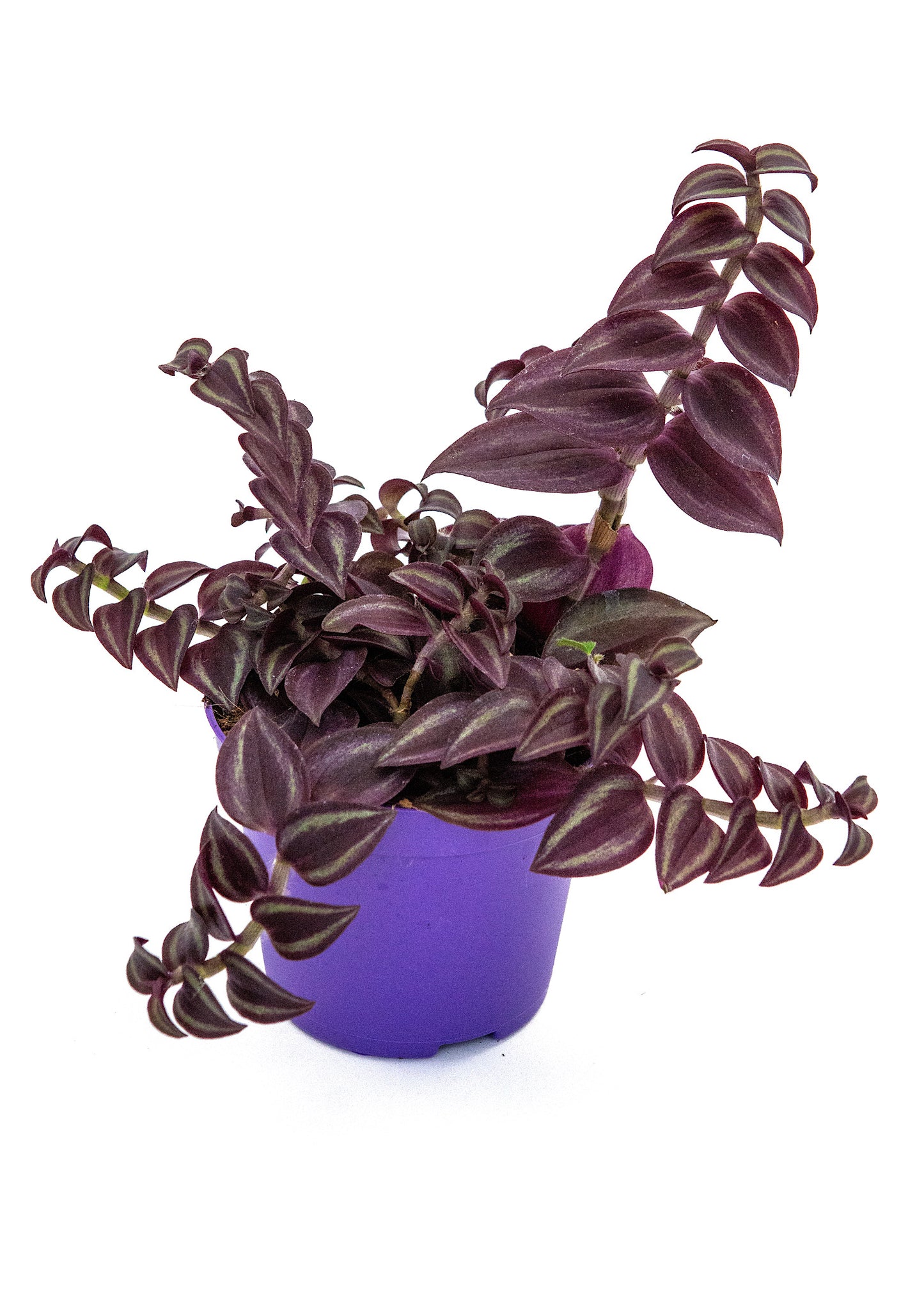 Tradescantia Purple Joy