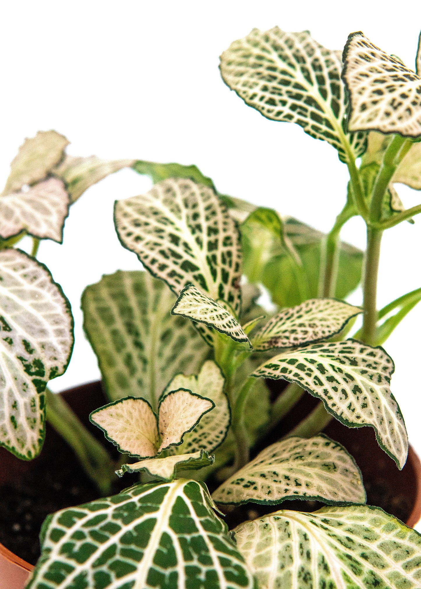 Fittonia albivenis / 'White Anne'