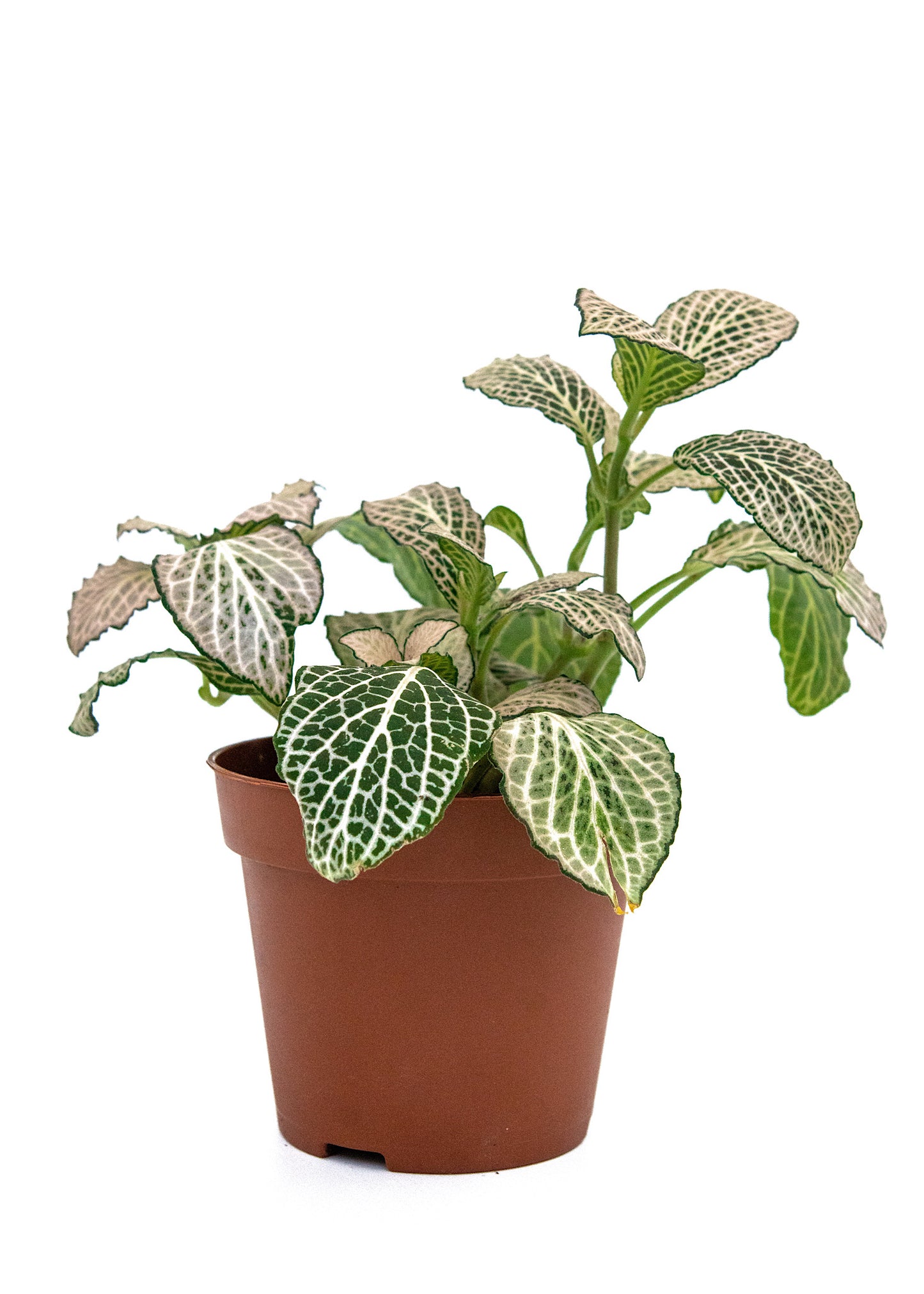 Fittonia albivenis / 'White Anne'