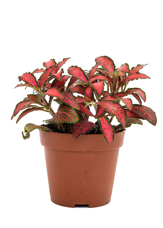 Fittonia albivenis / 'Forest Flame'