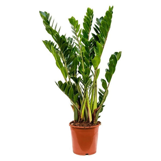 Zamioculcas zamiifolia  / 'ZZ Plant'