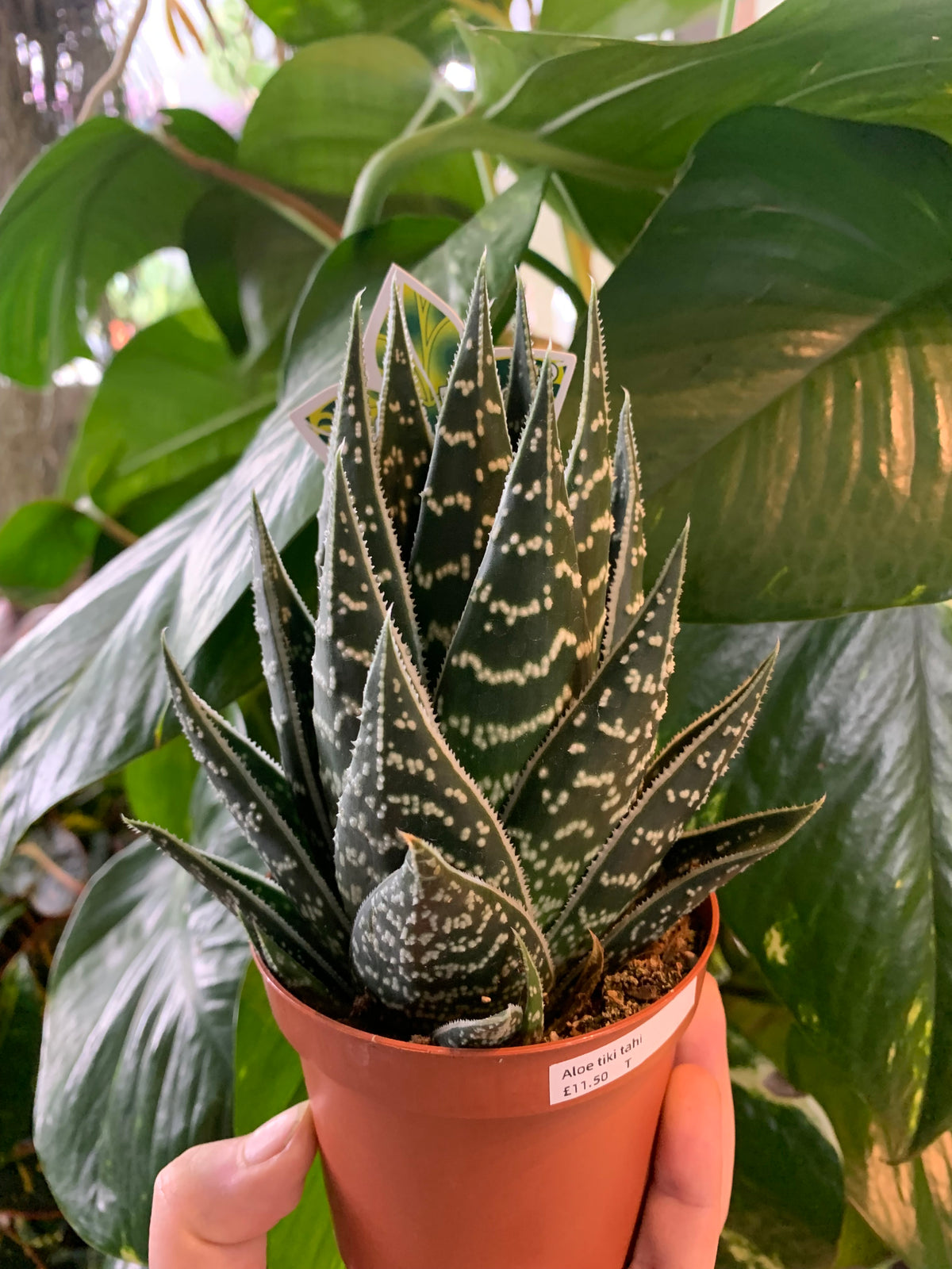 Aloe ‘Tiki Tahi’