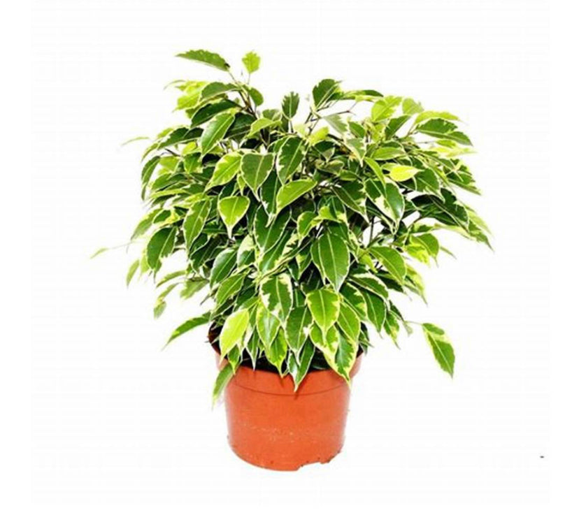 Ficus benjamina / 'Golden King'