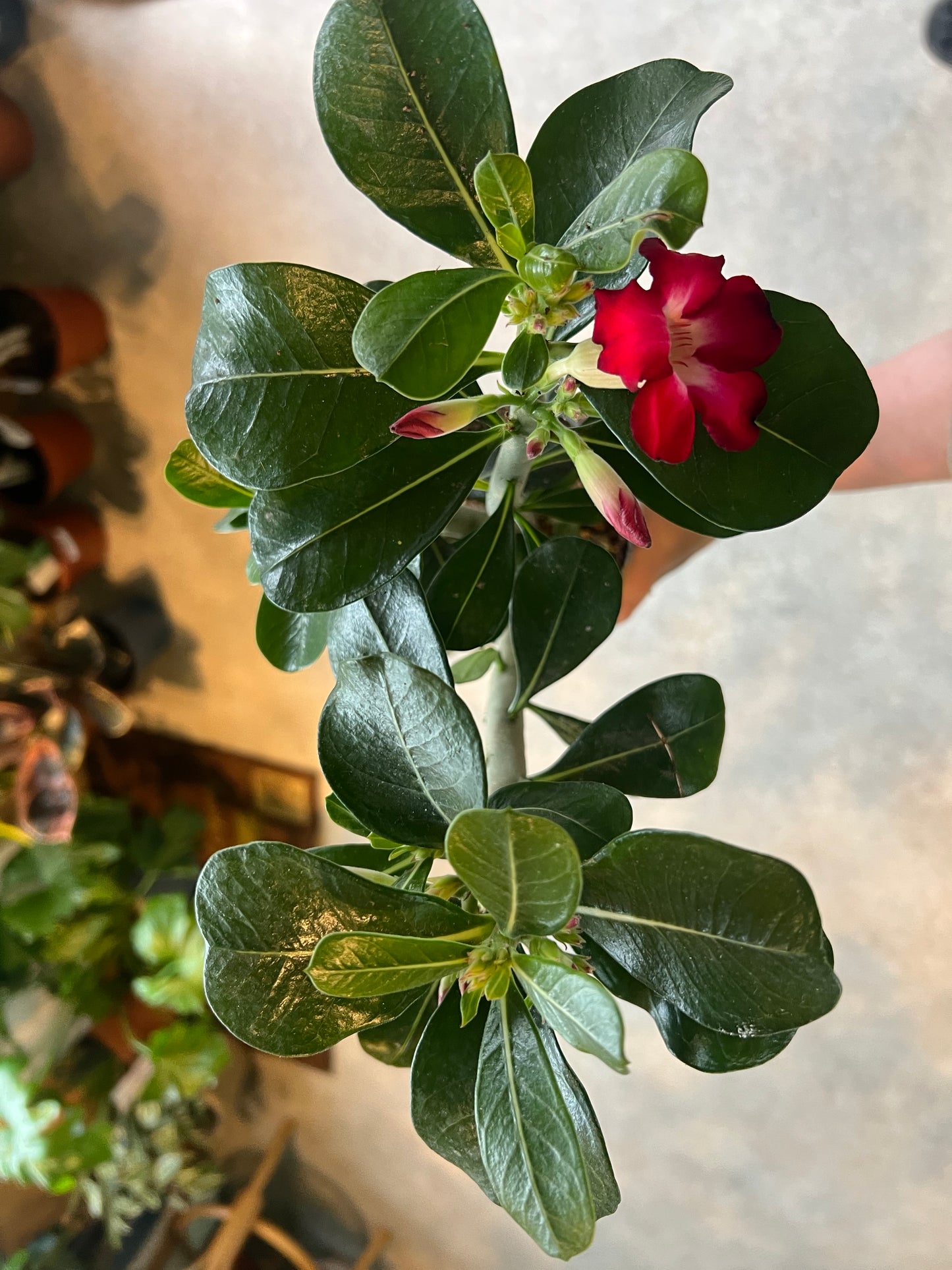 Adenium obesum / 'Desert Rose'
