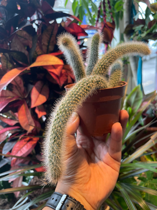 Hildenwintera Clademononis / 'Monkey Tail Cactus' *RARE*