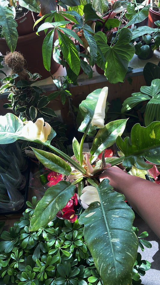Philodendron Ring of Fire *RARE*