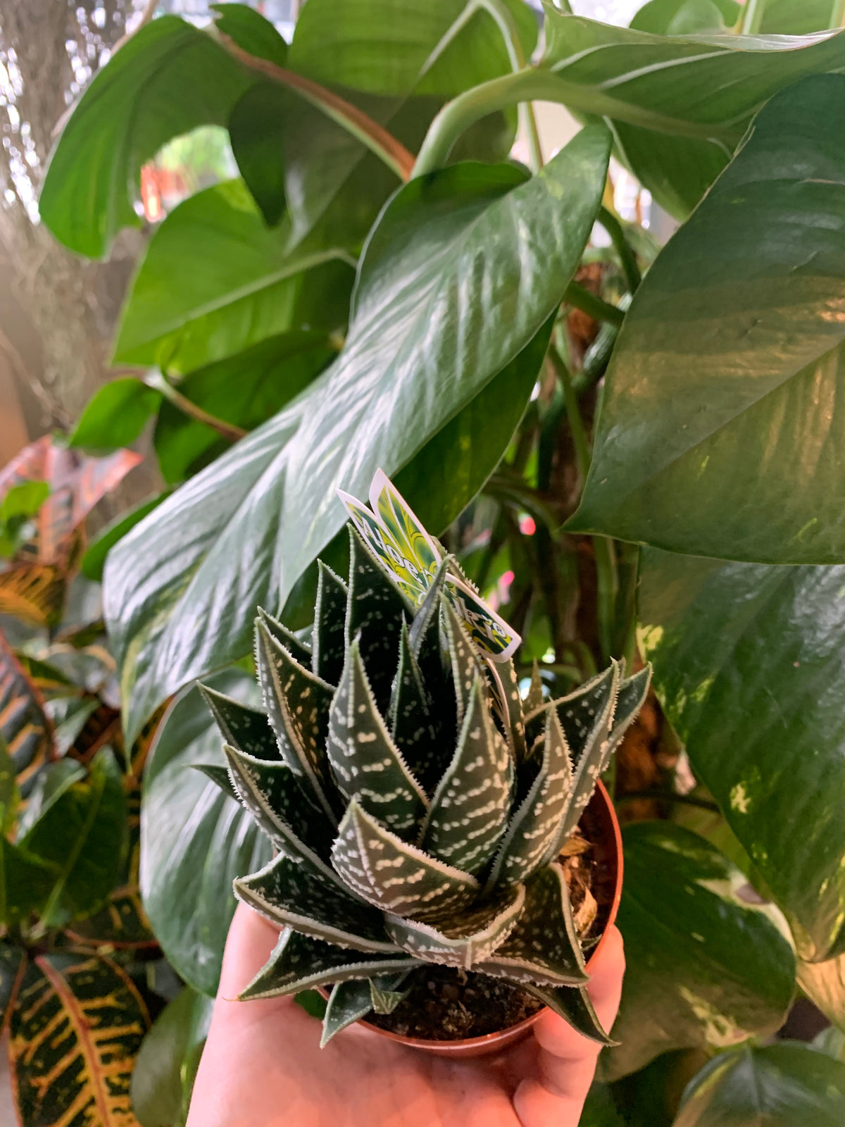 Aloe ‘Tiki Tahi’