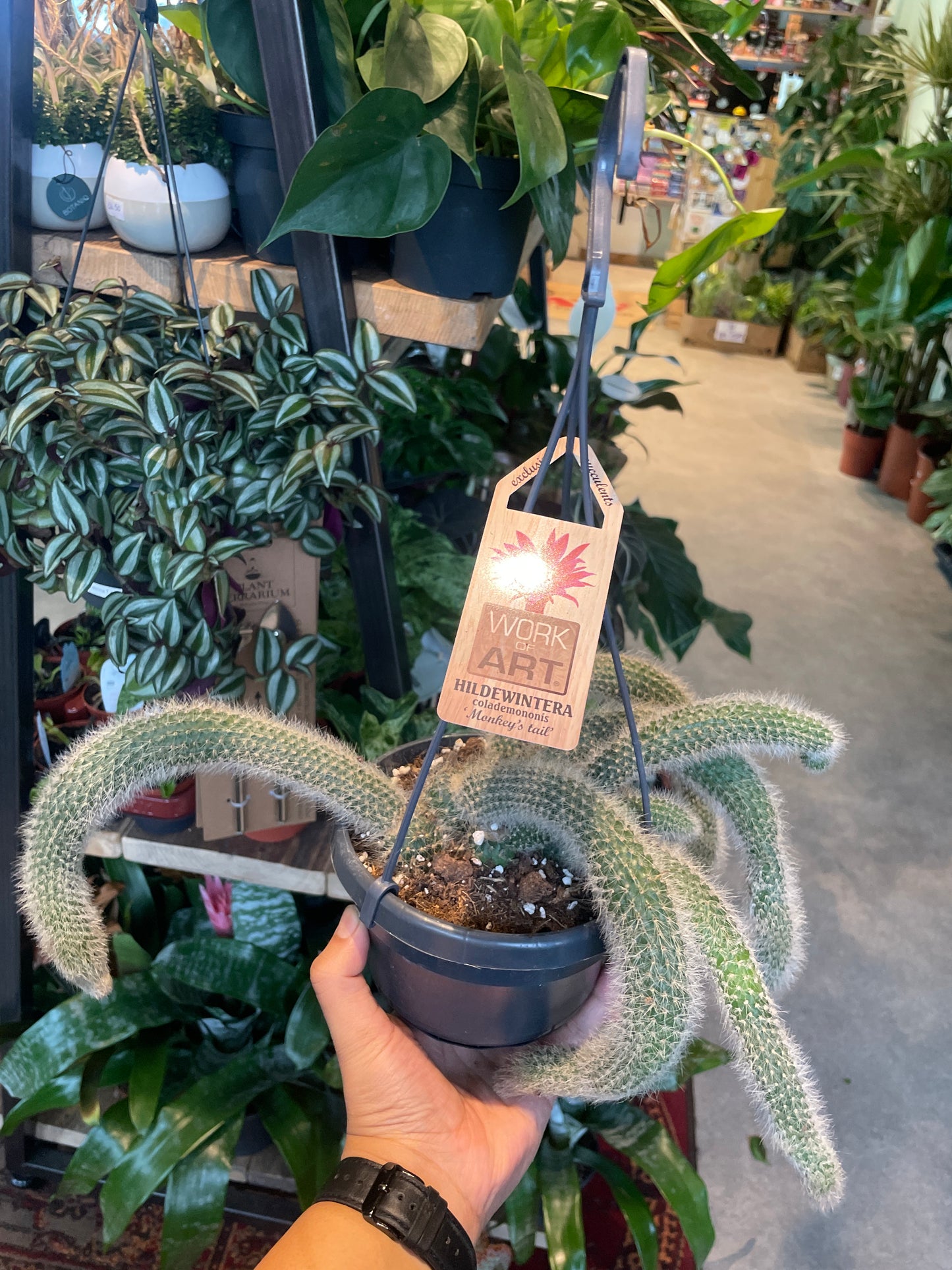 Hildenwintera Clademononis / 'Monkey Tail Cactus' *RARE*