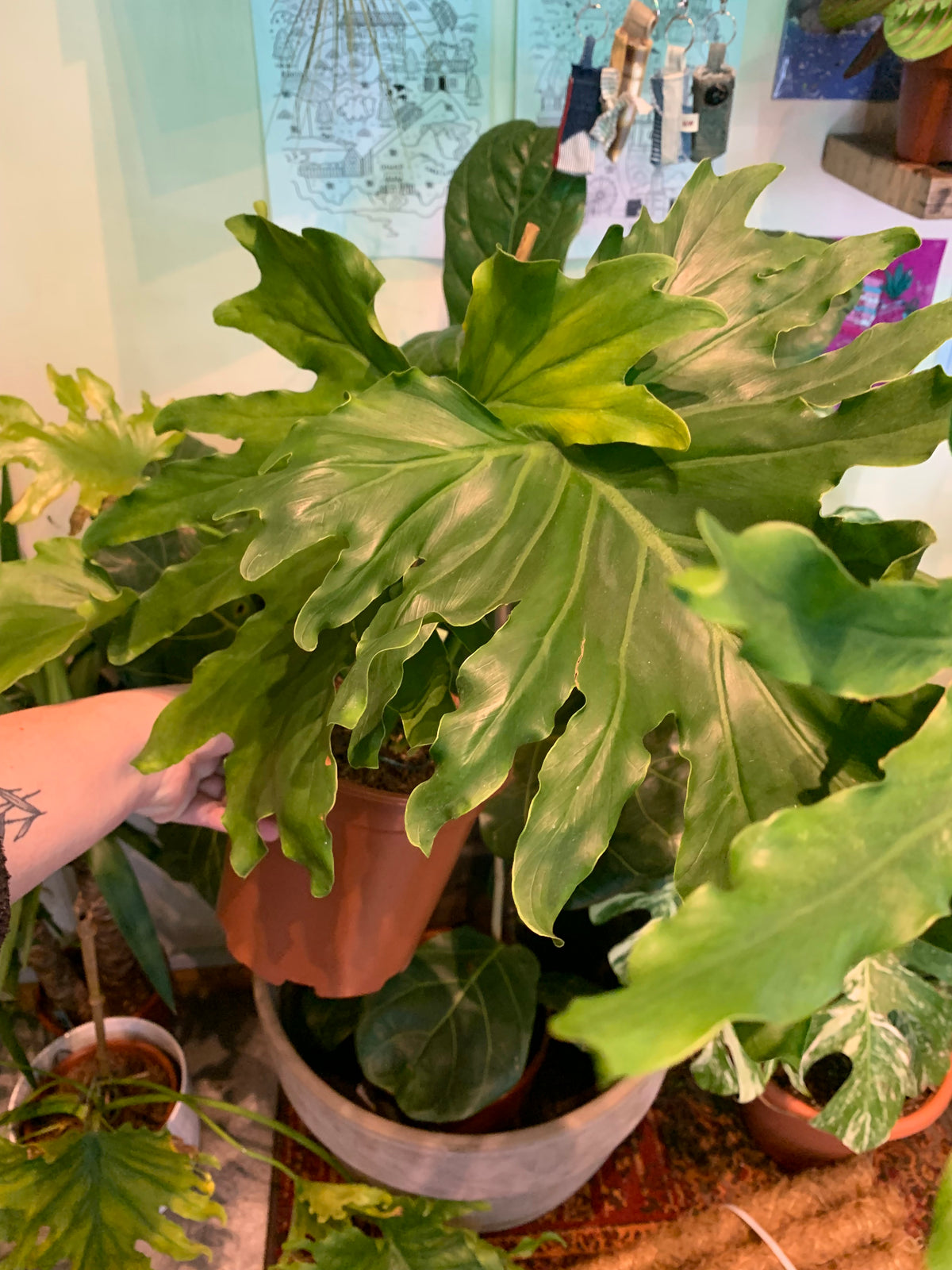Philodendron Selloum / Philodendron ‘Lickety Split’