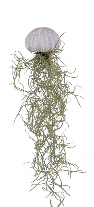 Airplant Tillandsia on sea urchin