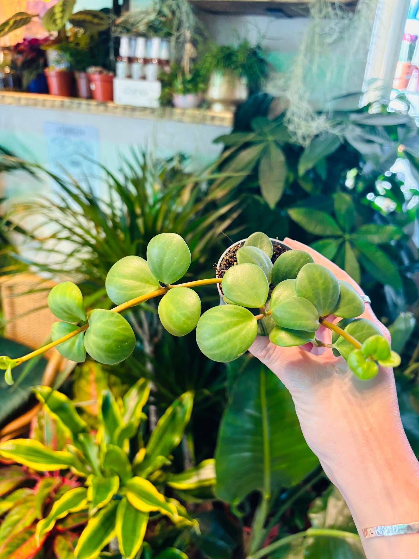 Peperomia tetraphylla / 'Peperomia Hope'