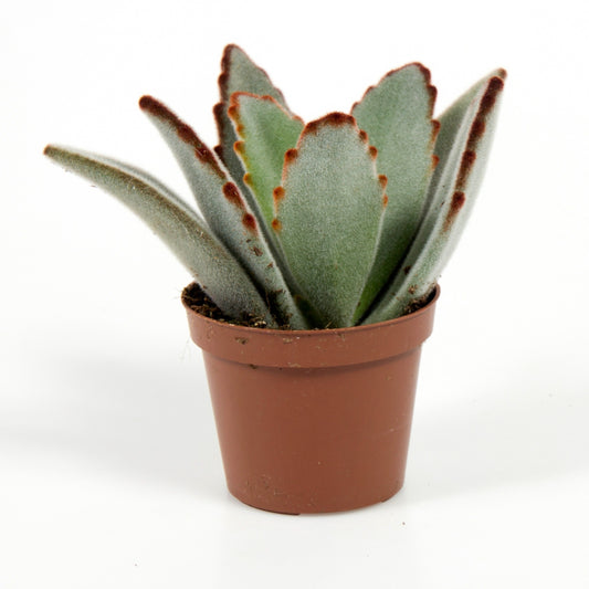 Kalanchoe tomentosa / 'Panda Plant'