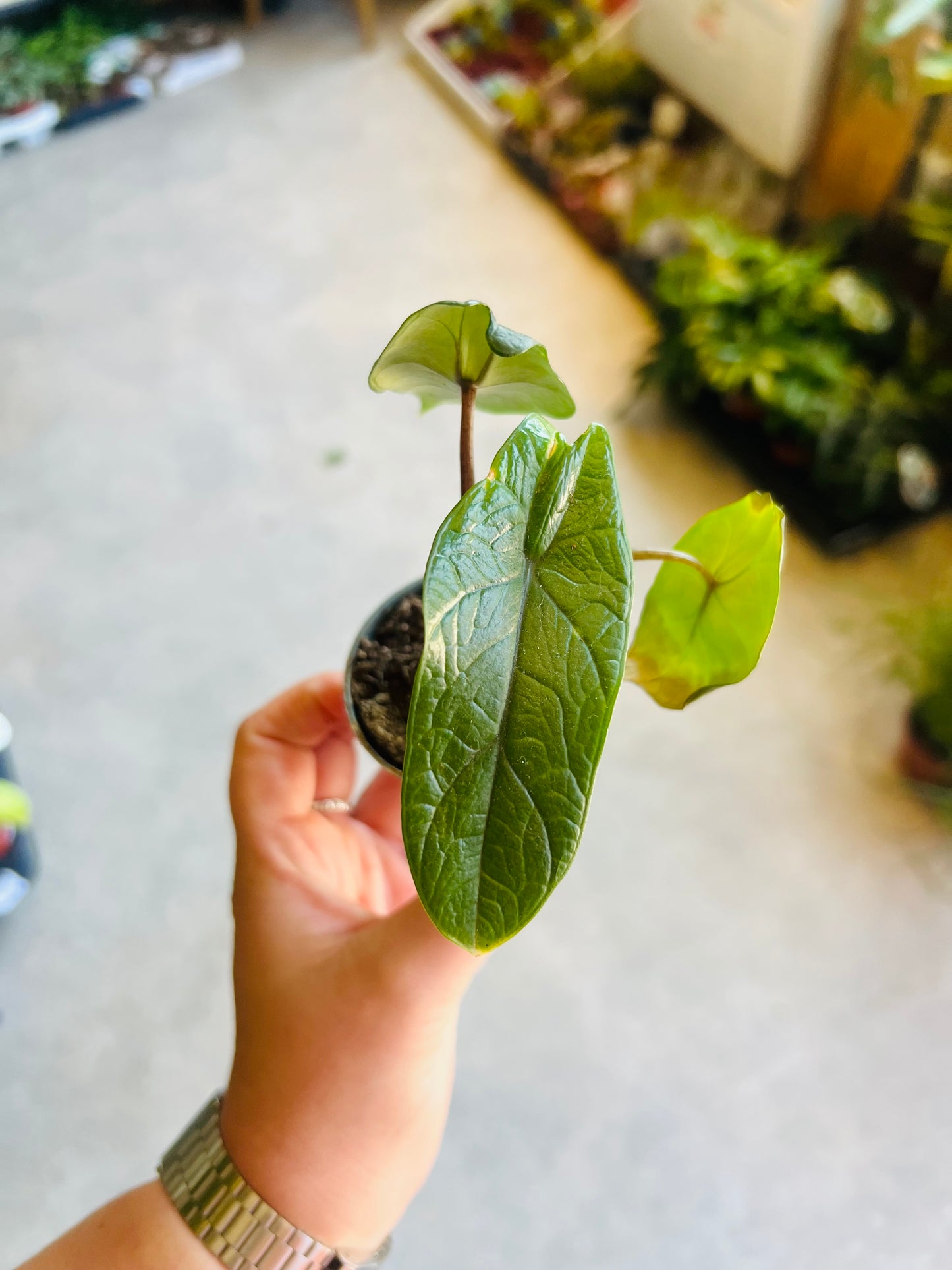 Alocasia baginda / 'Dragon Scale'