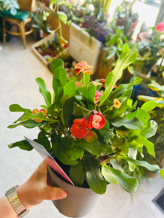 Euphorbia milii / 'Crown-of-thorns'