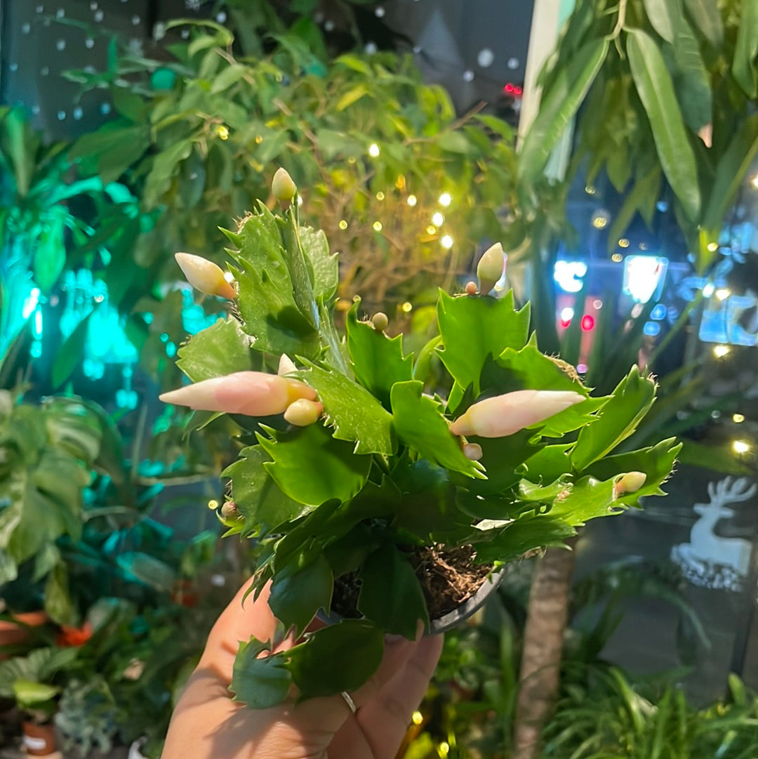 Schlumbergera x buckleyi / "Christmas Cactus"