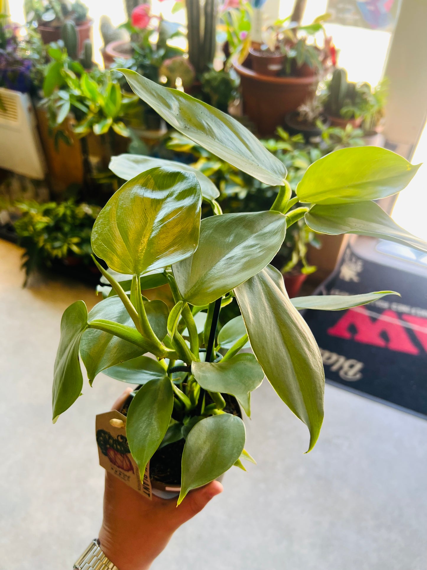 Philodendron hastatum / 'Silver Sword'