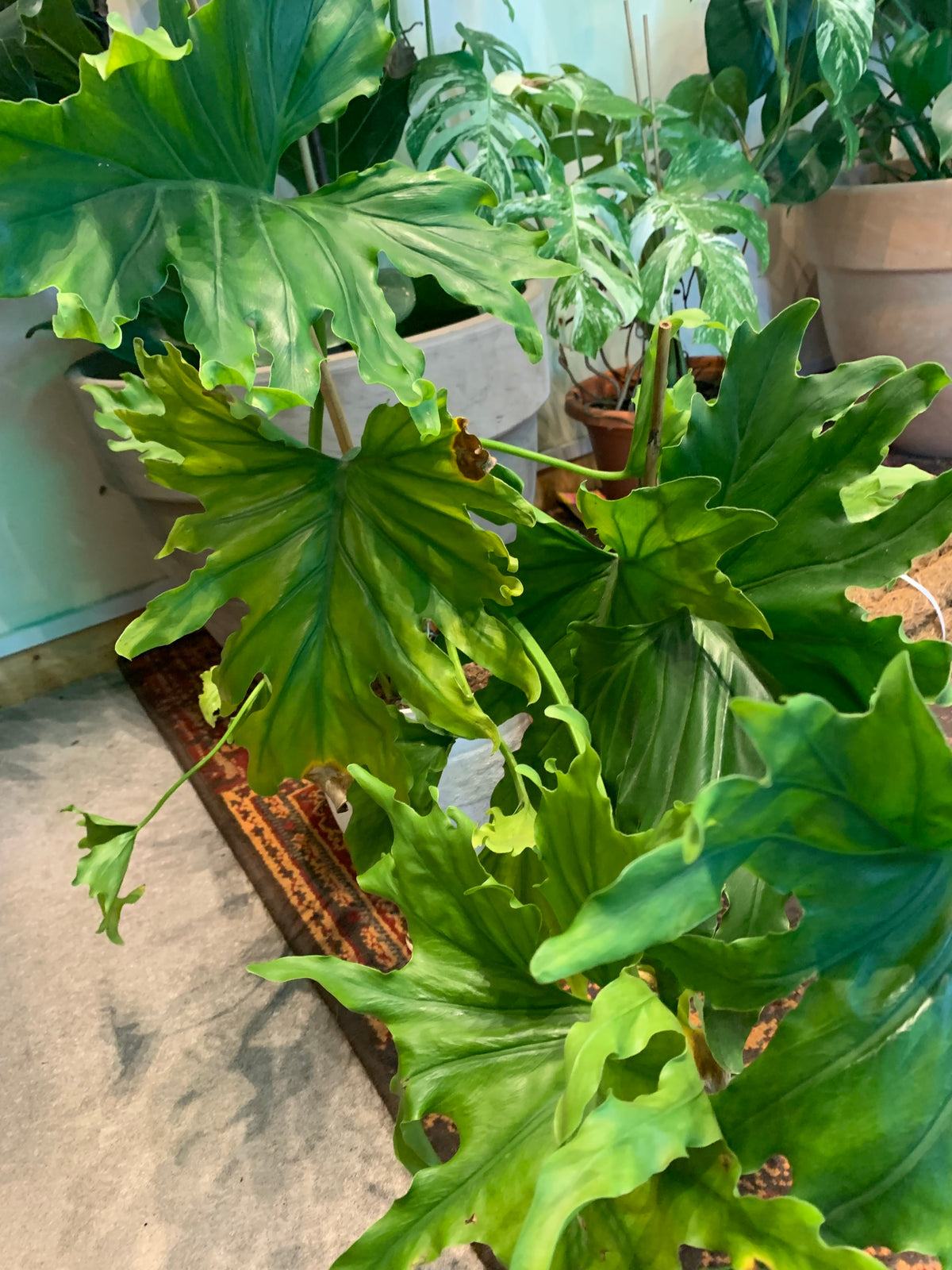 Philodendron Selloum / Philodendron ‘Lickety Split’