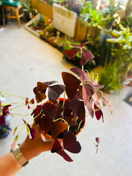 Oxalis triangularis / 'Purple Shamrock'