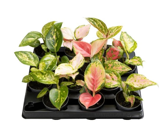 Mini Aglaonema Mix