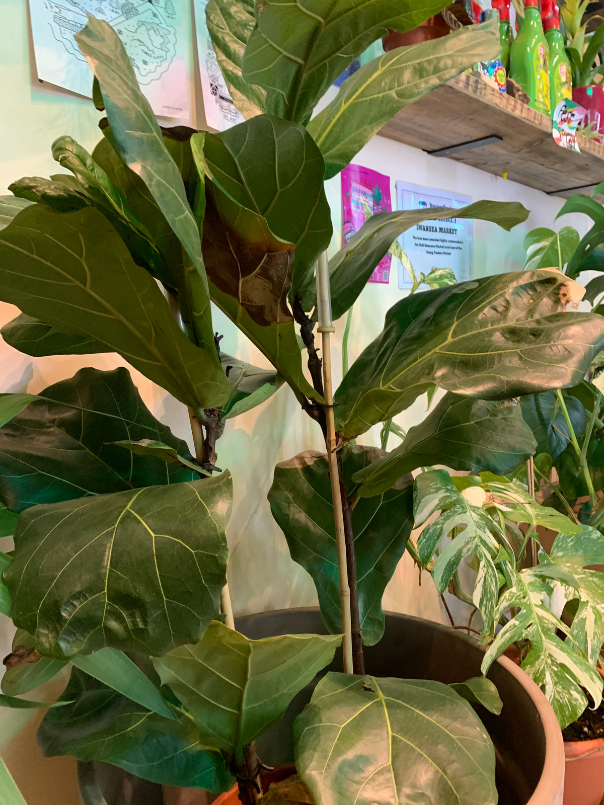 Ficus Lyrata / ‘Fiddle Leaf Fig’