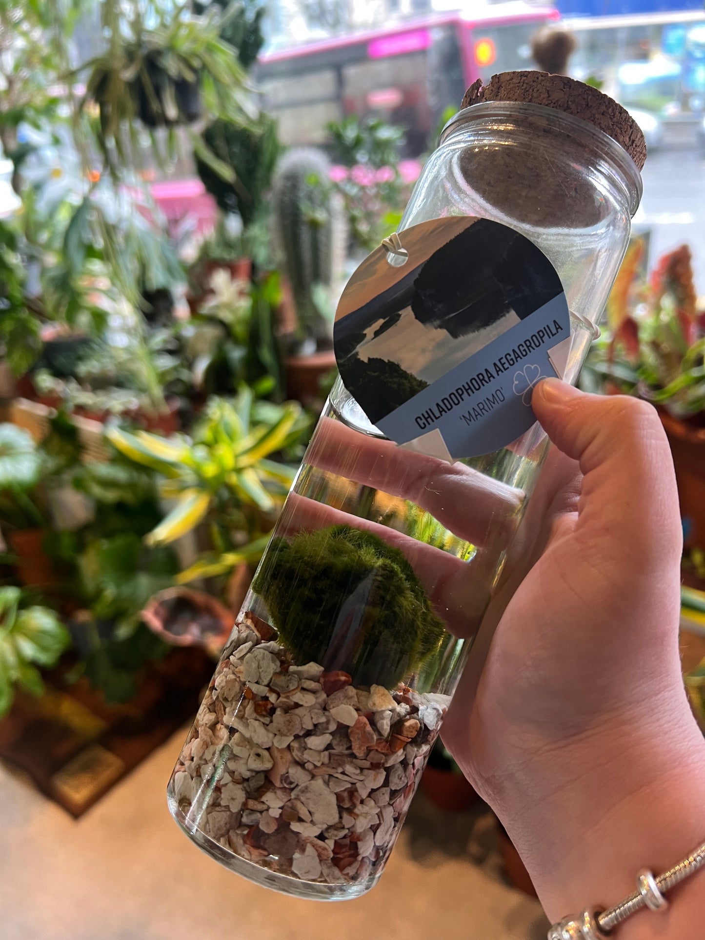 Chladaphora aegaropila / 'Marimo Moss Ball'