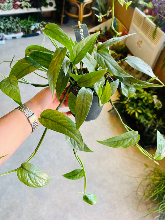 Epipremnum pinnatum / 'Cebu Blue Pothos'