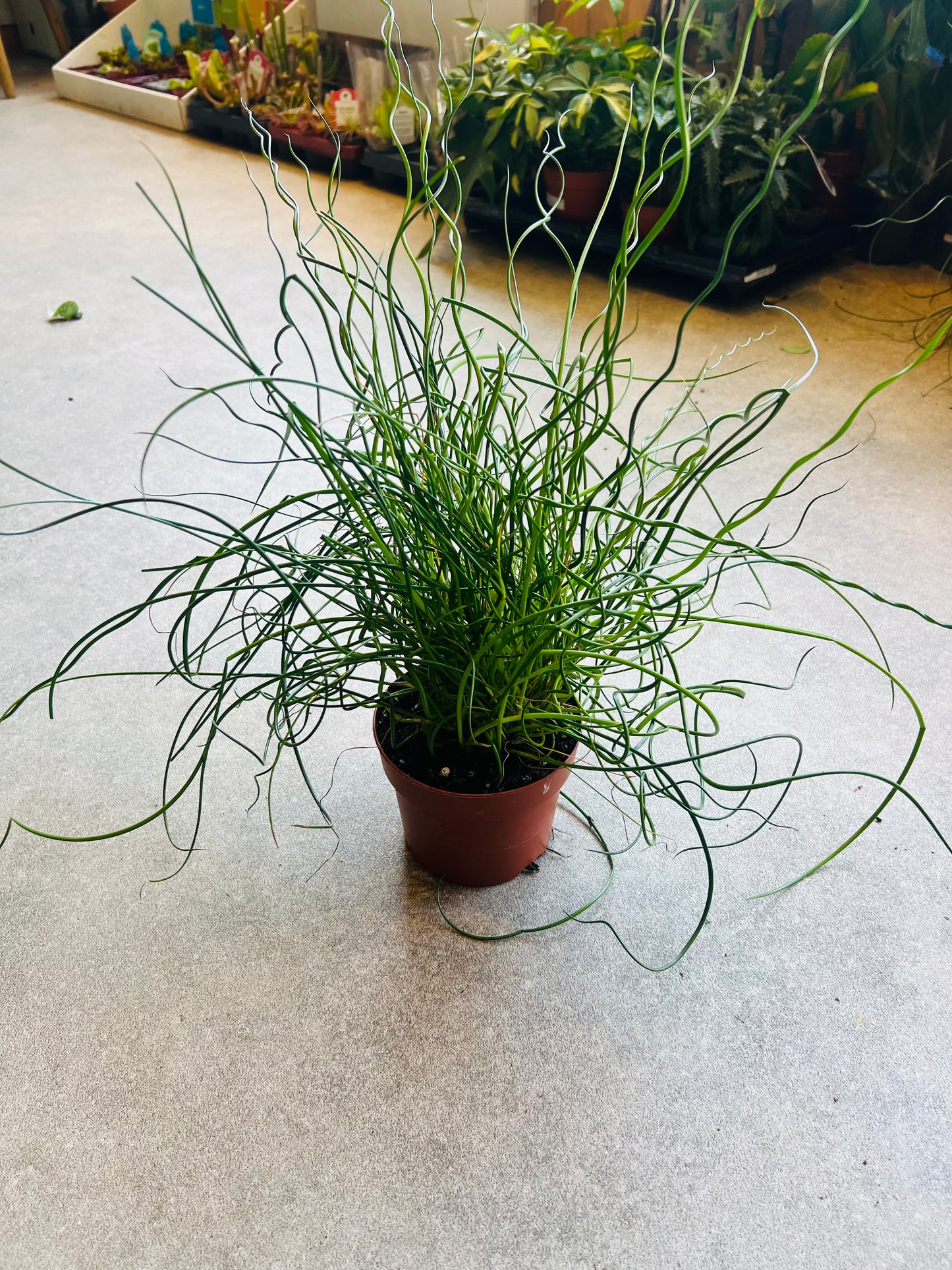 Juncus effusus f. spiralis / 'Corkscrew Rush'