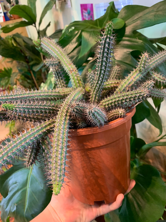 Euphorbia Baioensis