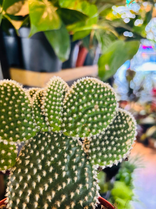 Opuntia albispina / 'White Bunny Ears Cactus'