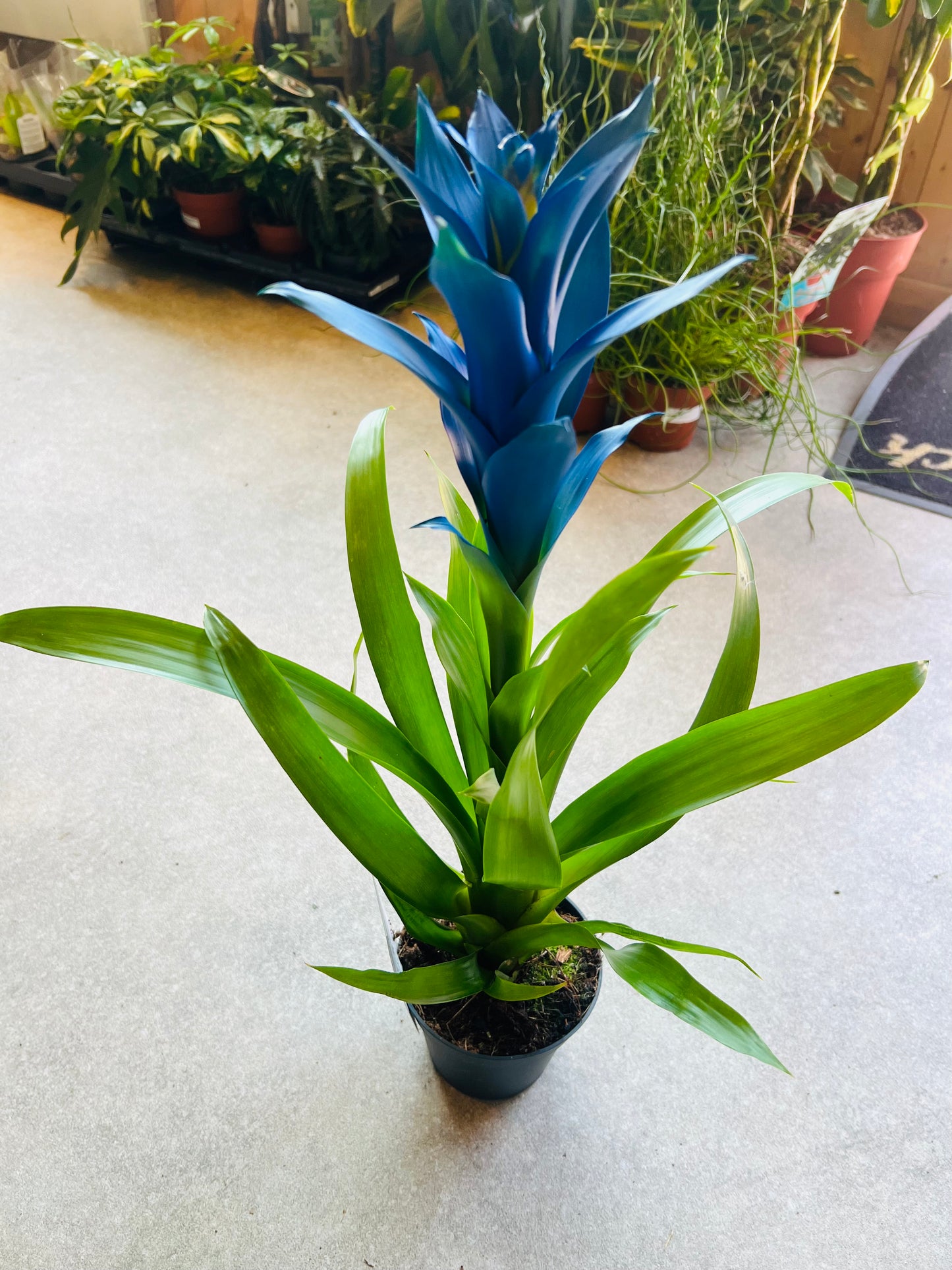 Bromeliad guzmania / 'Vase Plant' Blue