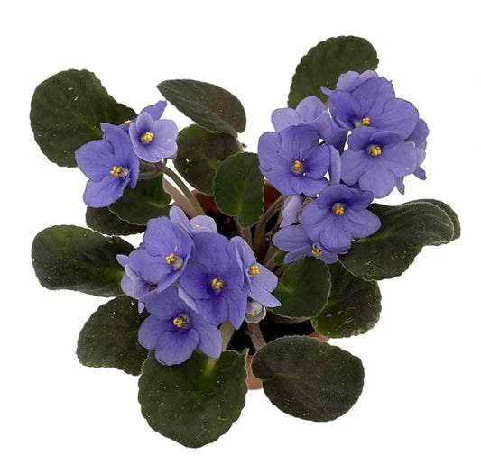 African Violet