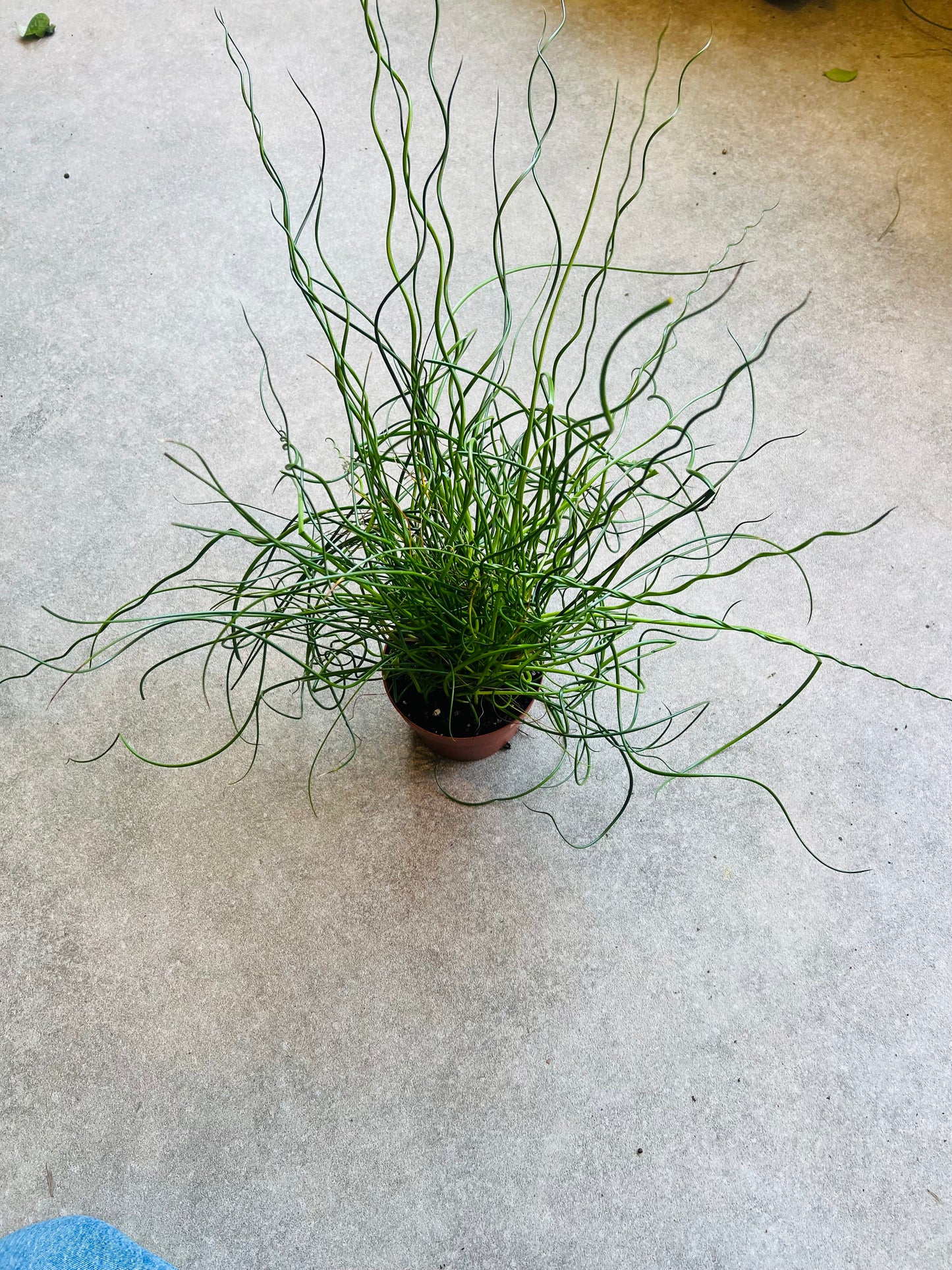 Juncus effusus f. spiralis / 'Corkscrew Rush'