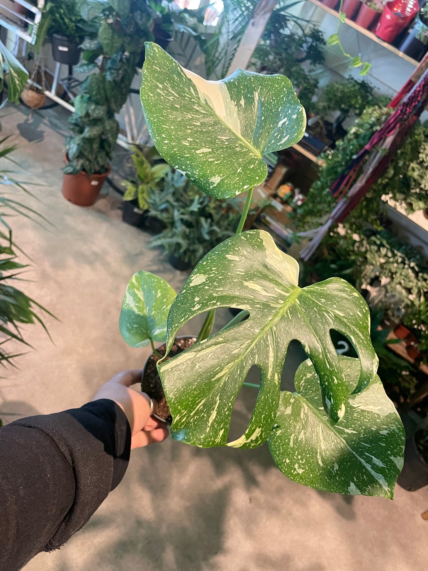 *RARE ONLINE EXCLUSIVE* Monstera Deliciosa Thai Constellation