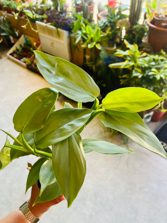 Philodendron hastatum / 'Silver Sword'