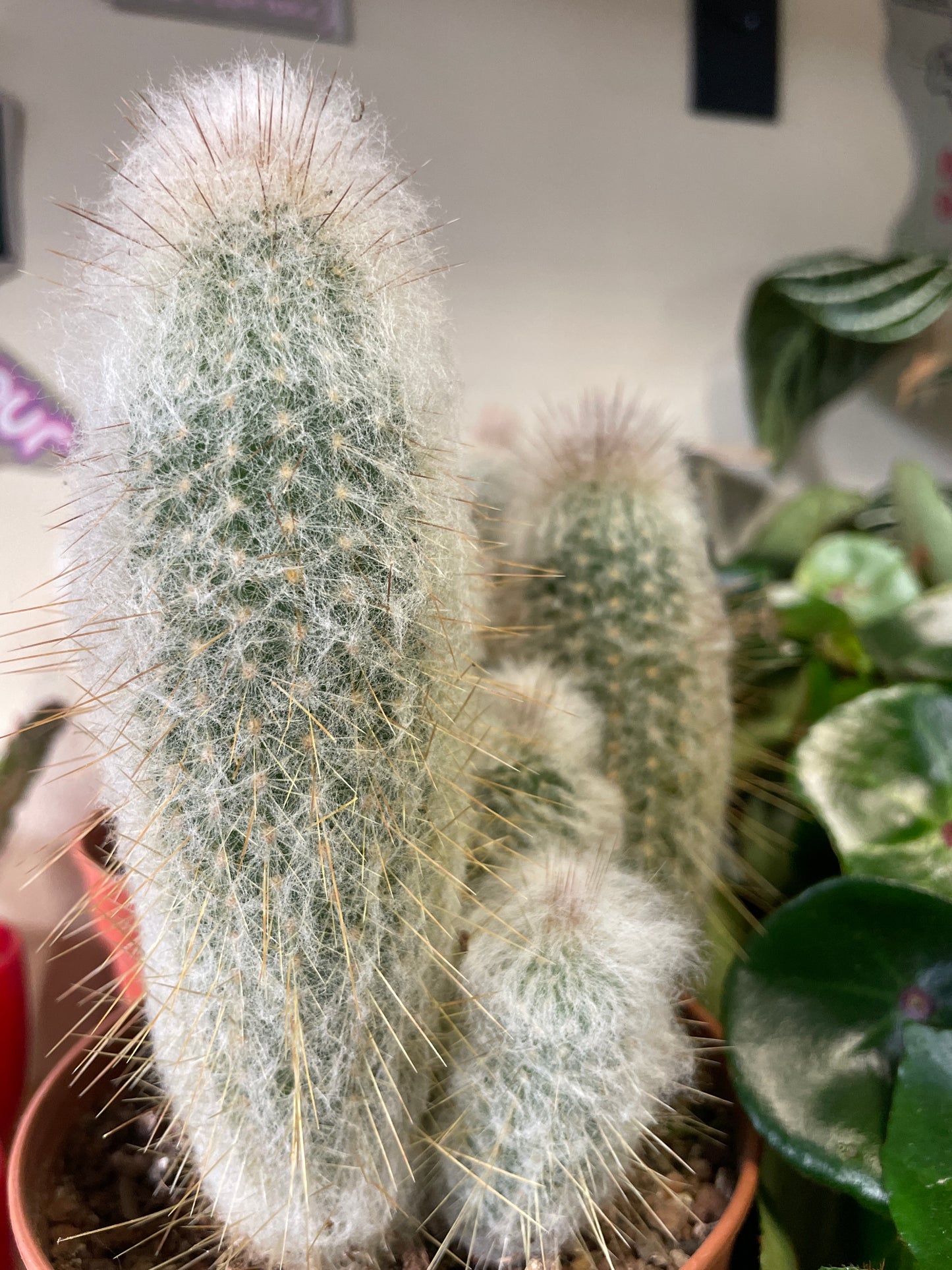Cephalocereus / 'Old Man Cactus'