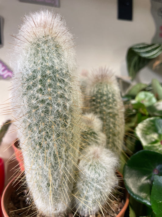 Cephalocereus / 'Old Man Cactus'