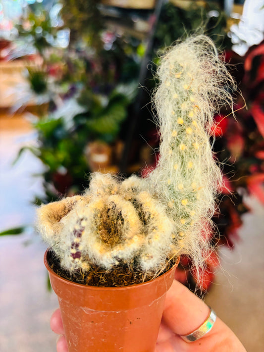 Opuntia vestita cristata / 'Crested Cotton Cactus'