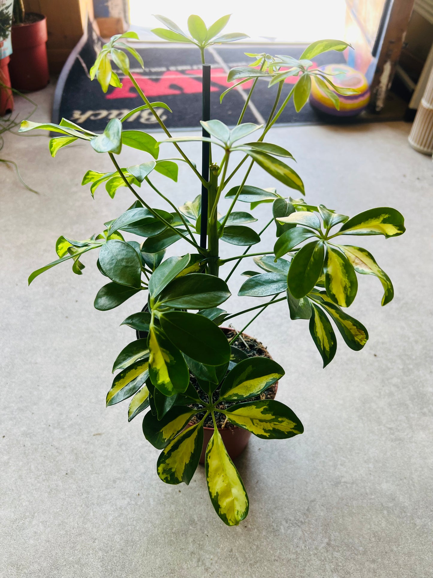 Variegated Schefflera actinophylla / 'Umbrella Plant'