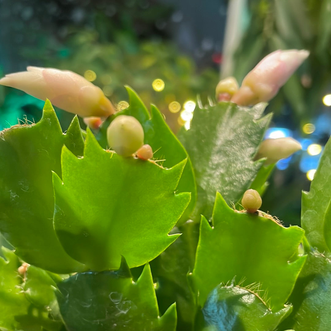 Schlumbergera x buckleyi / "Christmas Cactus"