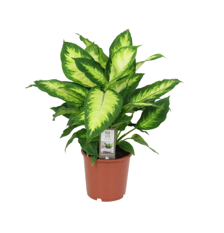 Dieffenbachia camilla / 'Leopard Lily'